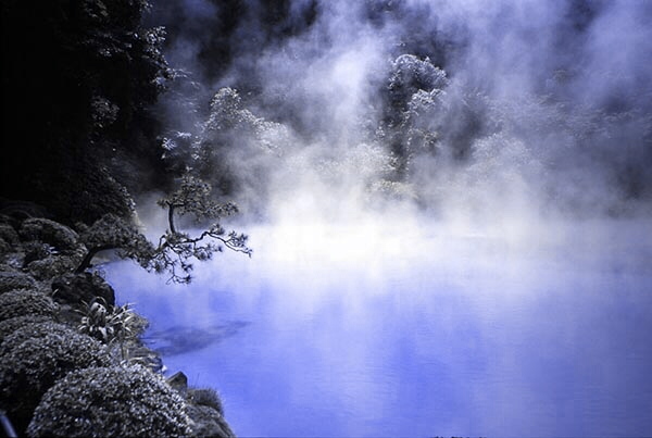 Immagine ornamentale. Alberi fra la nebbia