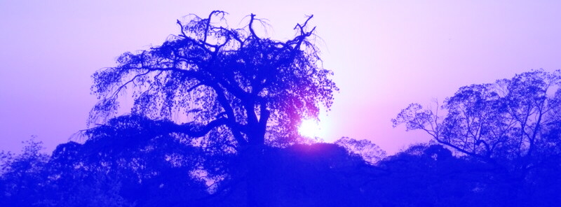 Immagine ornamentale. Alberi fra la nebbia